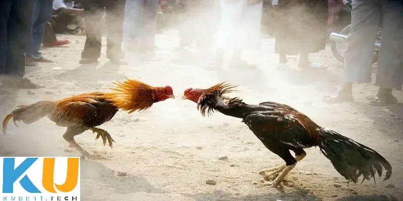 Đá gà cựa dao kinh điển Kubet - Bí quyết chọi gà hoàn hảo Quy định trong đá gà cựa dao kinh điển